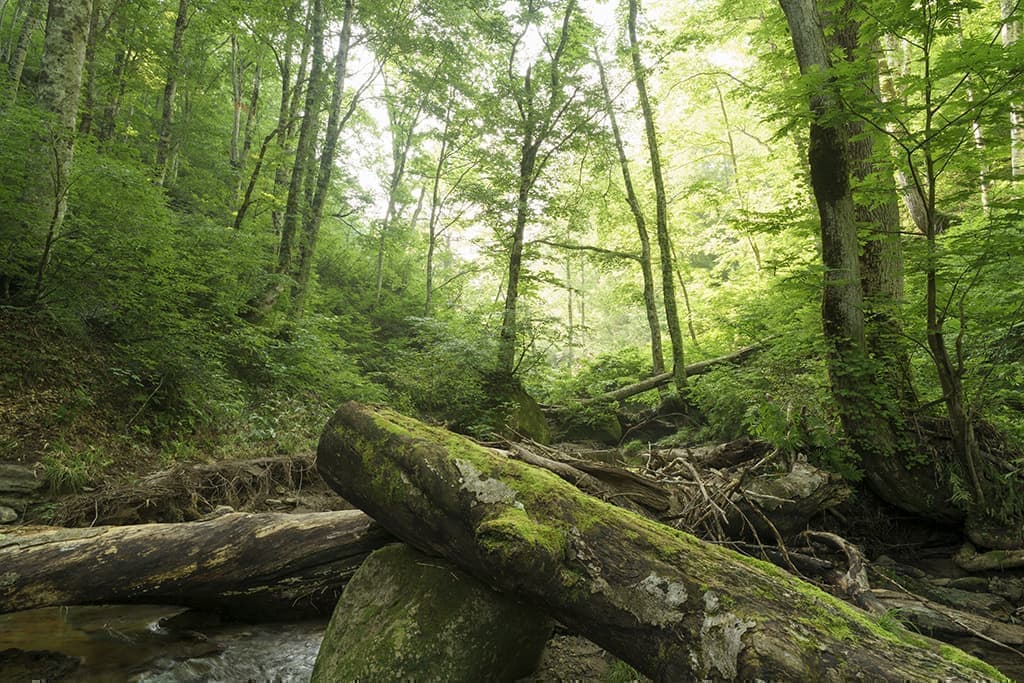 只見町 恵みの森