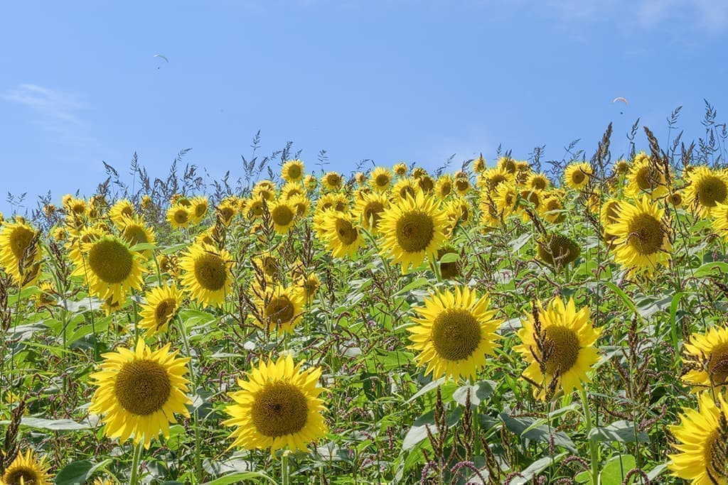 三ノ倉高原ひまわり畑